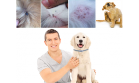 Szczęśliwy właściciel psa i pies z obrożą przeciw pchłom, skuteczna w zapobieganiu podrażnieniom skóry i inwazji.