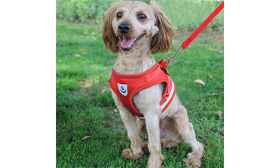 Czerwona odblaskowa kamizelka uprzęży dla psa z pasującą smyczą, lekka, oddychająca tkanina dla komfortowego dopasowania.