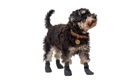 Zestaw czterech sportowych skarpetek dla psa w szarym kolorze z antypoślizgowymi podeszwami, lekkie i z gumą antypoślizgową.