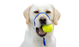 Niebieska obroża na głowę psa, regulowany czarny pasek, wyściełana pętla na nos, zapobiega szarpaniu, rozmiar duży.