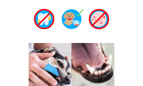 Silikonowa Szczoteczka do Zębów 360º dla Psów