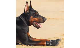 Buty Odblaskowe 360° dla Psa – Wodoodporne, Antypoślizgowe, Ochrona Łap