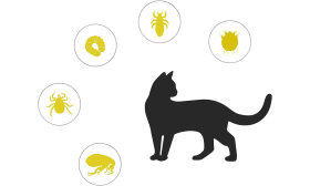 Naturalna obroża przeciw pchłom i kleszczom dla kotów, skierowana ochrona przed pchłami, kleszczami, larwami i komarami.